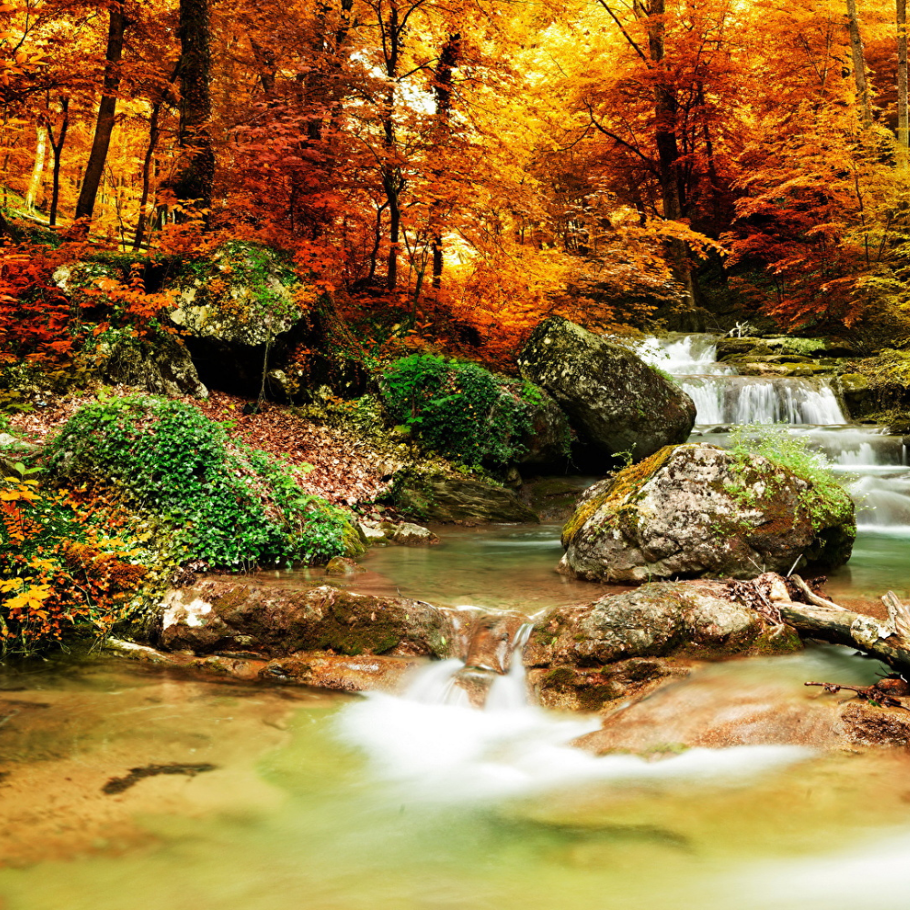 FOLIAGE al Parco Nazionale delle Foreste Casentinesi (zona Sud)